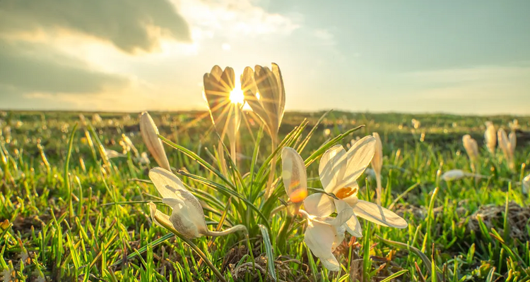 【绝色新疆-伊犁杏花 】伊犁杏花+吐尔根+ 那拉提冰百合+ 大西沟杏花+ 独山子大峡谷+ 赛里木湖+2-8人+6日游