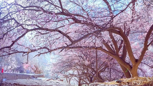 【绝色新疆·南疆塔莎杏花】木吉火山口 +塔莎古道+ 莎车古城 +班迪尔湖 +盘龙古道 +喀什 +大同乡+ 塔尔乡杏花7日游