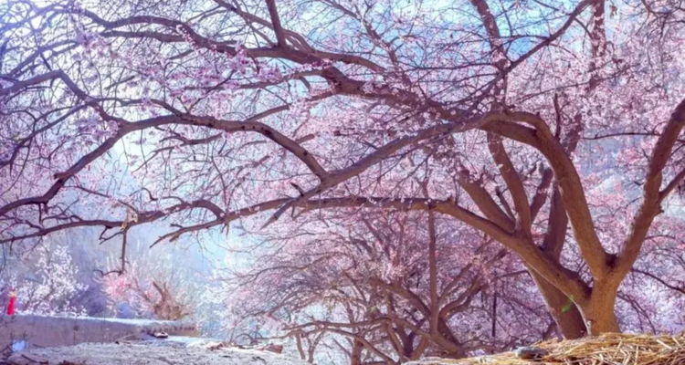 【绝色新疆·南疆塔莎杏花】木吉火山口 +塔莎古道+ 莎车古城 +班迪尔湖 +盘龙古道 +喀什 +大同乡+ 塔尔乡杏花7日游