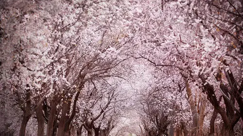 【绝色新疆·南疆塔莎杏花】木吉火山口 +塔莎古道+ 莎车古城 +班迪尔湖 +盘龙古道 +喀什 +大同乡+ 塔尔乡杏花7日游