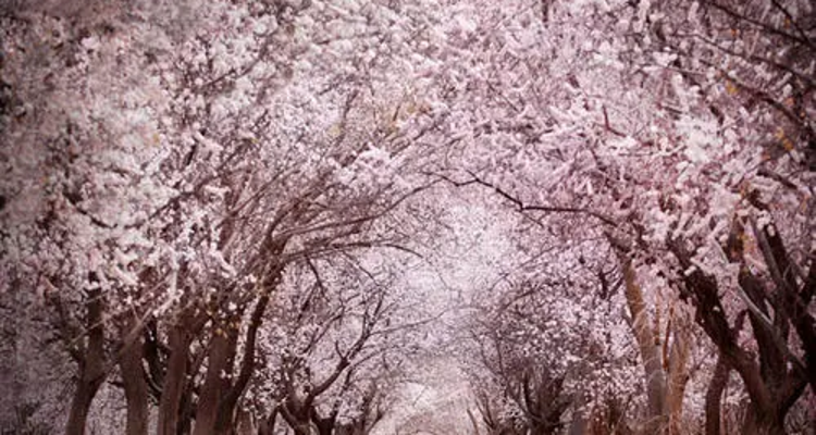 【绝色新疆·南疆塔莎杏花】木吉火山口 +塔莎古道+ 莎车古城 +班迪尔湖 +盘龙古道 +喀什 +大同乡+ 塔尔乡杏花7日游