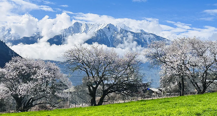 【大美川藏10日】 林芝桃花+金川梨花+毕棚沟+甲居藏寨+墨石公园+然乌湖+米堆冰川+南迦巴瓦峰+索松村/雅鲁藏布大峡谷10日游