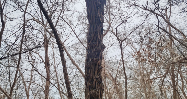 【北京一周一山·曹雪芹小道】走进《红楼梦》诞生地丨探访曹雪芹西山故里与小道+品味红楼文化+感受文学传奇~