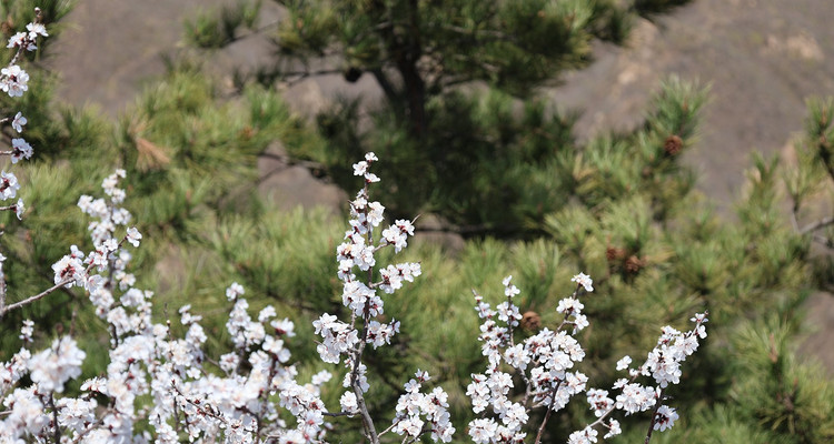 【北京一周一山·黄花城水长城】北京踏青好去处：春季限定的水长城，山花烂漫，融青山、碧水、长城于一体，颇有一番塞外景、江南风的韵味~