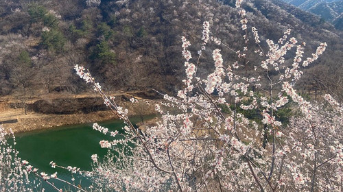 【北京一周一山·黄花城水长城】北京踏青好去处：春季限定的水长城，山花烂漫，融青山、碧水、长城于一体，颇有一番塞外景、江南风的韵味~