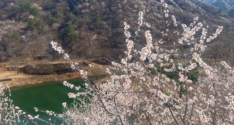 【北京一周一山·黄花城水长城】北京踏青好去处：春季限定的水长城，山花烂漫，融青山、碧水、长城于一体，颇有一番塞外景、江南风的韵味~