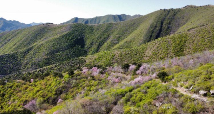 【北京一周一山·娘娘顶】京郊春日徒步之旅：探寻娘娘顶传说与翠屏湖美景+探索山野的无限魅力