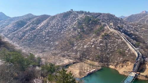 【北京一周一山·黄花城水长城】北京踏青好去处：春季限定的水长城，山花烂漫，融青山、碧水、长城于一体，颇有一番塞外景、江南风的韵味~