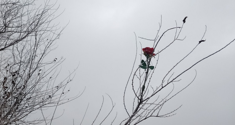 【北京一周一山·曹雪芹小道】走进《红楼梦》诞生地丨探访曹雪芹西山故里与小道+品味红楼文化+感受文学传奇~