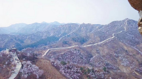 【北京一周一山·黄花城水长城】北京踏青好去处：春季限定的水长城，山花烂漫，融青山、碧水、长城于一体，颇有一番塞外景、江南风的韵味~