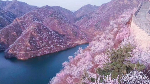 【北京一周一山·黄花城水长城】北京踏青好去处：山花烂漫，融青山、碧水、长城于一体，颇有一番塞外景、江南风的韵味~