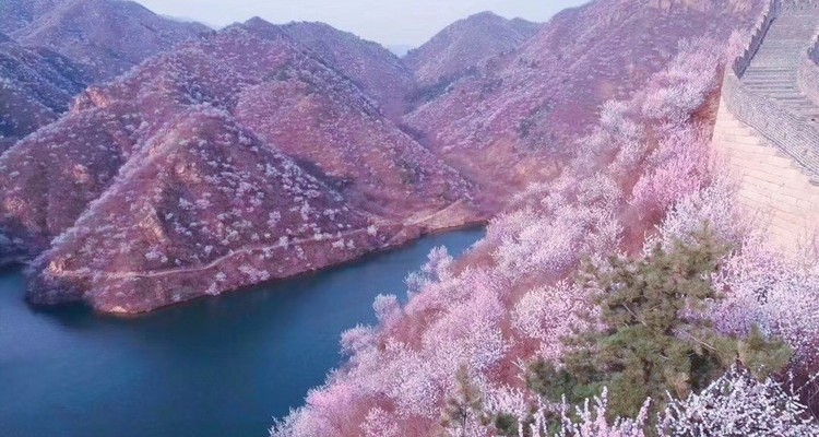 【北京一周一山·黄花城水长城】北京踏青好去处：春季限定的水长城，山花烂漫，融青山、碧水、长城于一体，颇有一番塞外景、江南风的韵味~