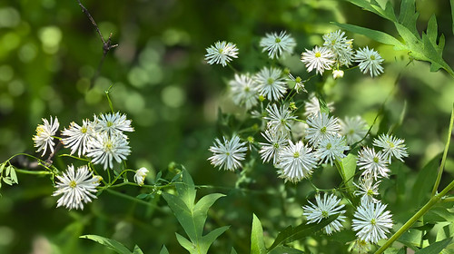 【北京一周一山·莲花滩 】童话森林里的漫步+奔向山谷秘境深处一线天+感受山野乐趣~