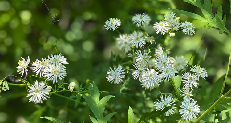 【北京一周一山·莲花滩 】童话森林里的漫步+奔向山谷秘境深处一线天+感受山野乐趣~