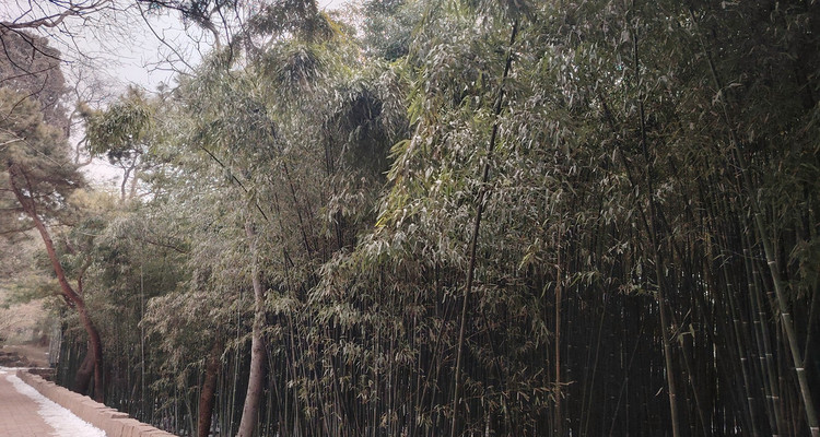 【北京一周一山·曹雪芹小道】走进《红楼梦》诞生地丨探访曹雪芹西山故里与小道+品味红楼文化+感受文学传奇~