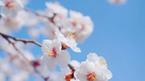 【北京一周一山·蟠龙山长城】春日静谧之旅丨原生态长城徒步+赏长城残缺之美