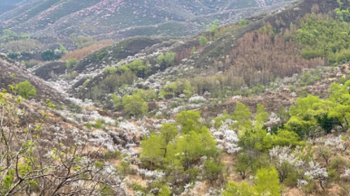 【北京一周一山·样边长城】探秘明长城样板：漫步样边长城秘境+在山川间邂逅春日的诗意+这座冷门长城藏着惊喜！