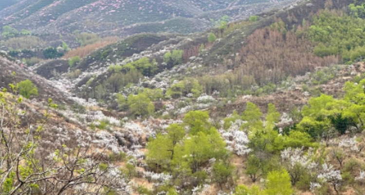 【北京一周一山·样边长城】探秘明长城样板：漫步样边长城秘境+在山川间邂逅春日的诗意+这座冷门长城藏着惊喜！