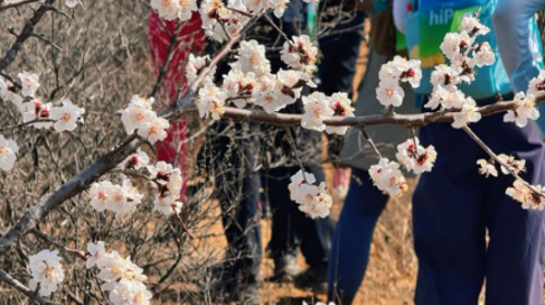 【北京一周一山·蟠龙山长城】春日静谧之旅丨原生态长城徒步+赏长城残缺之美