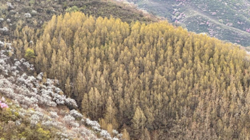 【北京一周一山·样边长城】探秘明长城样板：漫步样边长城秘境+在山川间邂逅春日的诗意+这座冷门长城藏着惊喜！