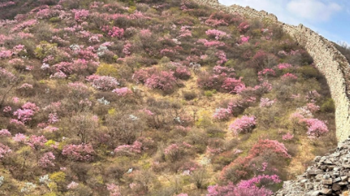 【北京一周一山·样边长城】探秘明长城样板：漫步样边长城秘境+在山川间邂逅春日的诗意+这座冷门长城藏着惊喜！
