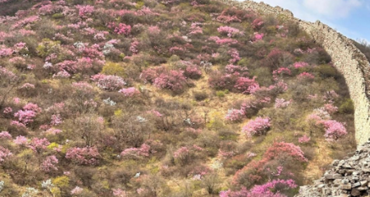 【北京一周一山·样边长城】探秘明长城样板：漫步样边长城秘境+在山川间邂逅春日的诗意+这座冷门长城藏着惊喜！