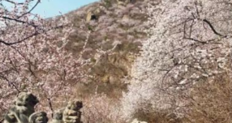 【北京一周一山·天泉寺-栖隐寺】女神节特惠38元丨探寻京西紫禁城神隐地+栖隐寺桃花盛开，徒步赏花正当时！