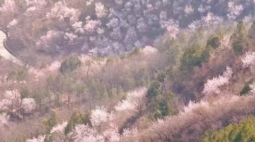 【北京一周一山·天泉寺-栖隐寺】双寺连穿丨探寻京西紫禁城神隐地+栖隐寺桃花盛开，徒步赏花正当时！