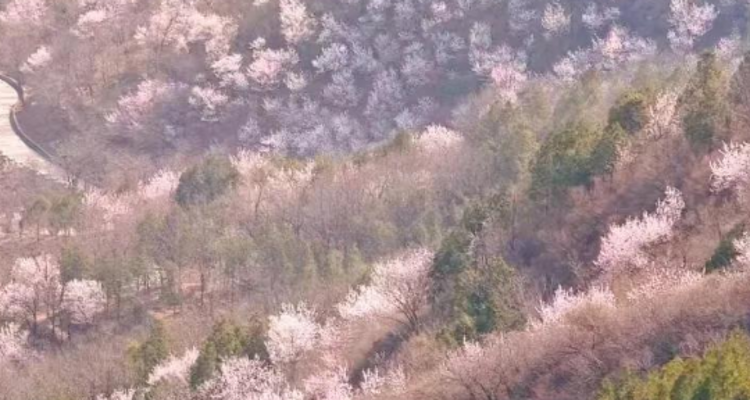 【北京一周一山·天泉寺-栖隐寺】女神节特惠38元丨探寻京西紫禁城神隐地+栖隐寺桃花盛开，徒步赏花正当时！