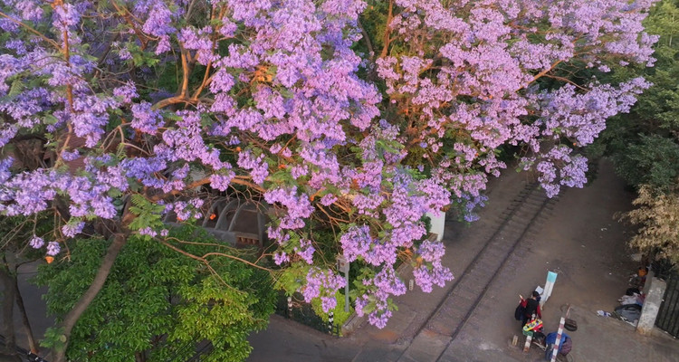 【又见云南·蓝花楹漫游6日】昆明蓝花楹+西昌蓝花楹+七里坝高山杜鹃+螺髻山九十九里温泉+建昌古城+元谋土林+攀枝花+东川红土地2-12人小团