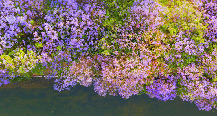 【又见云南·蓝花楹漫游6日】昆明蓝花楹+西昌蓝花楹+七里坝高山杜鹃+螺髻山九十九里温泉+建昌古城+元谋土林+攀枝花+东川红土地2-12人小团