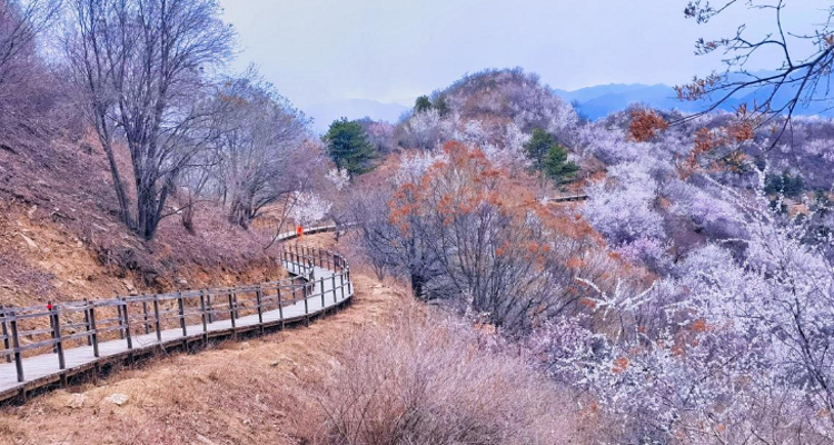 【北京一周一山·银山塔林】花海徒步之旅丨解锁燕京八景的银山塔林与桃花仙境~