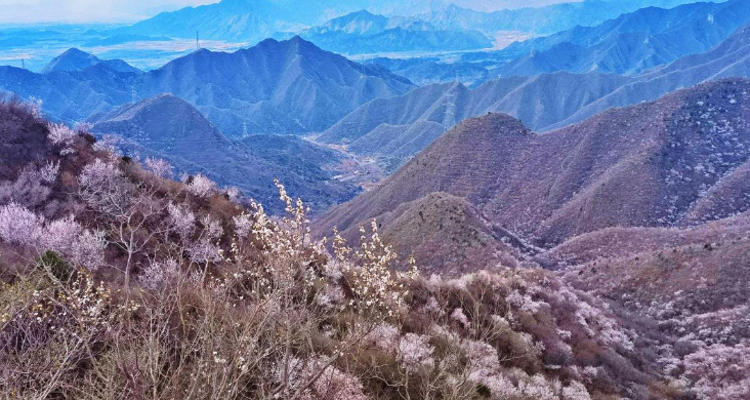 【北京一周一山·银山塔林】花海徒步之旅丨解锁燕京八景的银山塔林与桃花仙境~