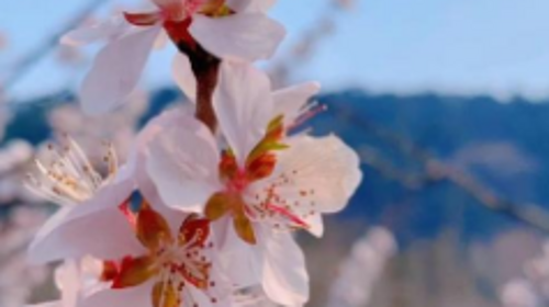 【北京一周一山·银山塔林】花海徒步之旅丨解锁燕京八景的银山塔林与桃花仙境~