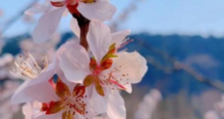 【北京一周一山·银山塔林】花海徒步之旅丨解锁燕京八景的银山塔林与桃花仙境~