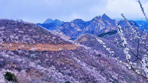 【北京一周一山·银山塔林】花海徒步之旅丨解锁燕京八景的银山塔林与桃花仙境~
