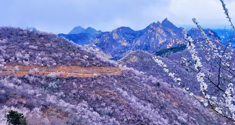【北京一周一山·银山塔林】花海徒步之旅丨解锁燕京八景的银山塔林与桃花仙境~