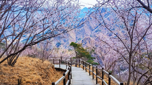 【北京一周一山·银山塔林】花海徒步之旅丨解锁燕京八景的银山塔林与桃花仙境~