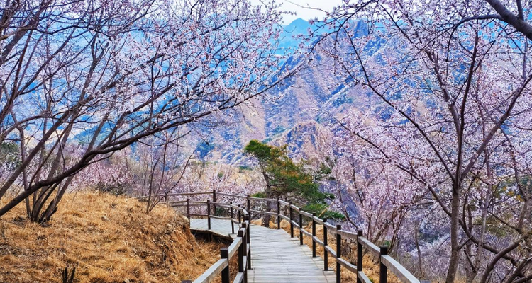 【北京一周一山·银山塔林】花海徒步之旅丨解锁燕京八景的银山塔林与桃花仙境~