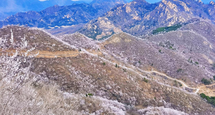 【北京一周一山·银山塔林】花海徒步之旅丨解锁燕京八景的银山塔林与桃花仙境~
