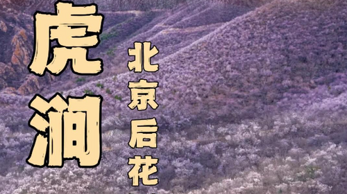 【北京一周一山·白虎涧】北京春季赏花徒步的天花板丨北京后花园看桃花漫满山+赏燕平八景~