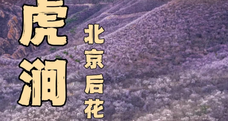 【北京一周一山·白虎涧】北京春季赏花徒步的天花板丨北京后花园看桃花漫满山+赏燕平八景~