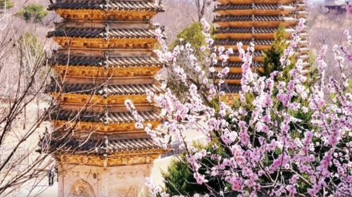 【北京一周一山·银山塔林】花海徒步之旅丨解锁燕京八景的银山塔林与桃花仙境~