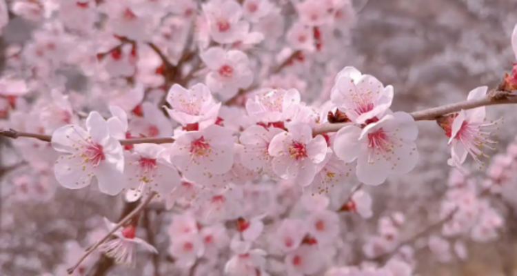 【北京一周一山·香屯】穿越最美香屯村，探索大云峡谷的春季秘境：爬野长城，赏世外桃花！