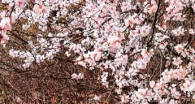 【北京一周一山·涞水桃花栈】春日桃花盛宴丨探秘涞水桃花栈，沉醉于春日花海~