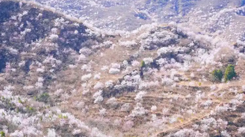 【北京一周一山·涞水桃花栈】春日桃花盛宴丨探秘涞水桃花栈，沉醉于春日花海~