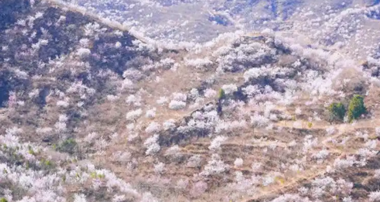 【北京一周一山·涞水桃花栈】春日桃花盛宴丨探秘涞水桃花栈，沉醉于春日花海~