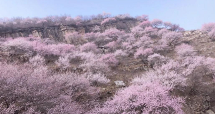 【北京一周一山·涞水桃花栈】春日桃花盛宴丨探秘涞水桃花栈，沉醉于春日花海~