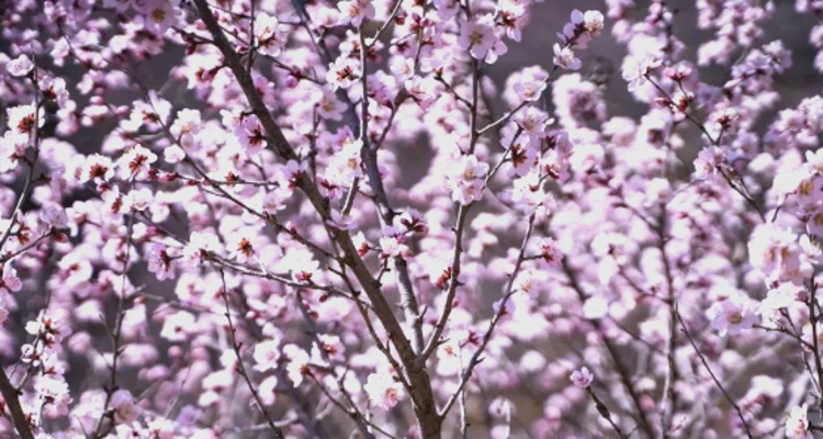 【北京一周一山·涞水桃花栈】春日桃花盛宴丨探秘涞水桃花栈，沉醉于春日花海~
