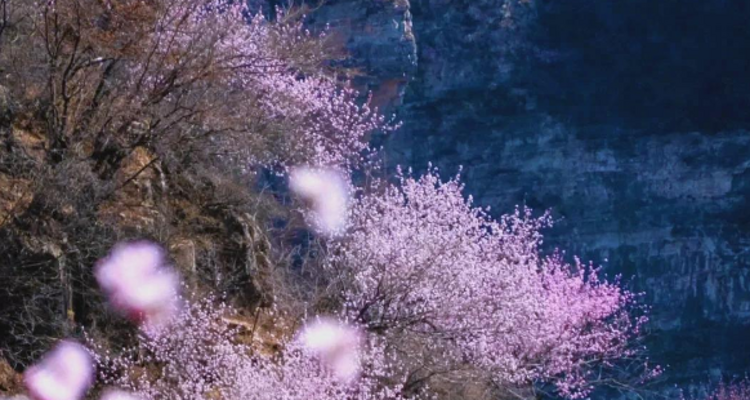 【北京一周一山·涞水桃花栈】春日桃花盛宴丨探秘涞水桃花栈，沉醉于春日花海~